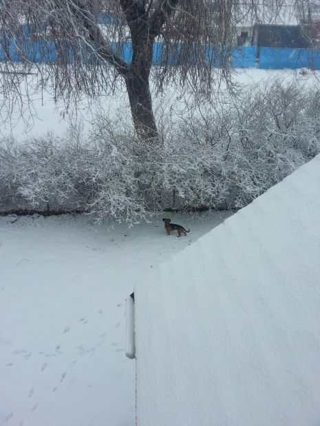 mikey in the snow.jpg